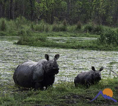 Rhino-Chitwan-National-Park